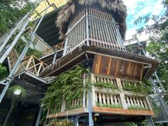 -Rainforest