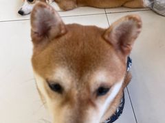 -怪兽屋·羊驼·猫咖·狗咖(俊华广场店)