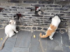-长春观