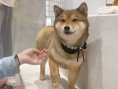 -柴务处·柴犬主题狗咖