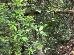 -梧桐山风景名胜区