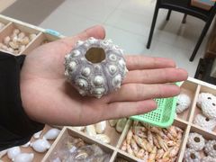 -青岛贝壳博物馆