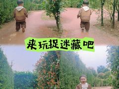 -铁山坪森林公园