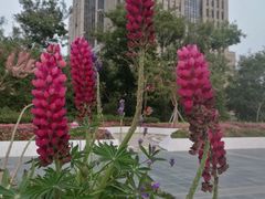 -深圳国际园林花卉博览园