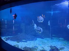 -烟台海昌鲸鲨海洋公园