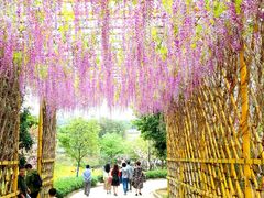 -天适樱花悠乐园