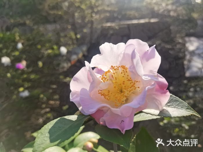 琴亭湖公园图片