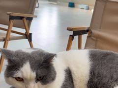 -Heymao猫咖.咖啡厅(东门店)