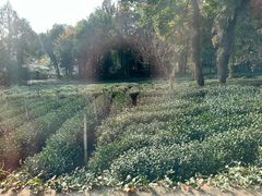 -野蔓果·山野菜(西湖景区·龙井茶田店)