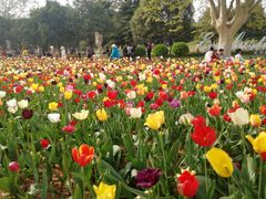 -洛阳郁金香牡丹园