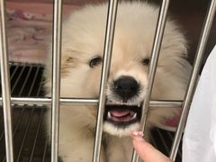 -瑞派康怡24h宠物医院·犬猫医疗中心·微创绝育(瑞景分院)