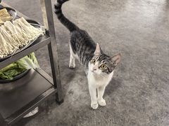 -金瑶池·猪肚鸡·传统冬瓜盅(20年白沙店)