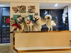 -Husky Go! 哈士奇体验馆·宠物咖啡厅狗咖