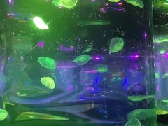 -太奥幻太奇海洋馆