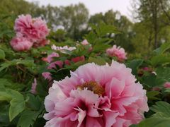 -洛阳市隋唐城遗址植物园