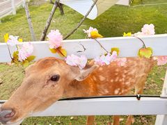 -金鸡湖桃花岛