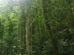 -莫里热带雨林景区