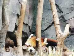 -武汉动物园
