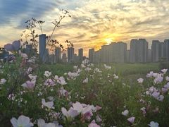 -洋湖国家湿地公园
