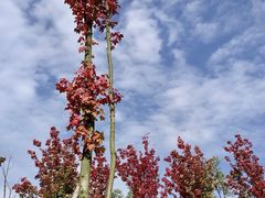 -白鹭湾湿地公园