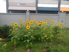 -黑白荤豆花(双凤路店)