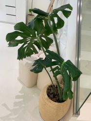 -安那般那皮肤年轻化ANAPANA