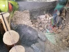 -上海大自然野生昆虫馆(东方明珠·爬宠昆虫探索中心)