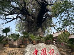 -大槐树寻根祭祖园