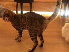 -猫腻·猫咖·撸猫馆(星光大道店)