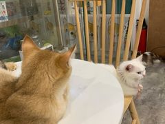 -楼上猫咖(罗湖店)