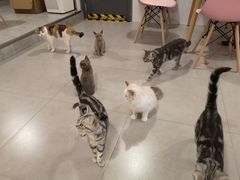 -三花喵·撸猫购宠·宠物生活馆(虹桥南丰城店)