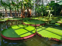 -北京植物园-展览温室