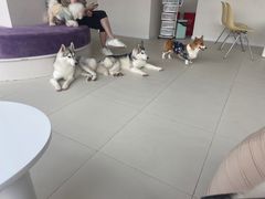 -怪兽屋·羊驼·猫咖·狗咖(俊华广场店)