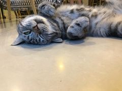 -平行世界·猫咖(首经贸店)
