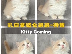 -小猫来了·猫舍(红山六九七九店)