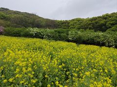 -苏州上方山国家森林公园