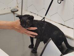 -瑞鹏宠物医院犬猫全科(真大分院)