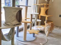 -猫力发电所·宠物专门店
