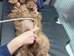-伟伟宠物医院·CT影像中心·瑞派犬猫综合性门诊(汉口总院)