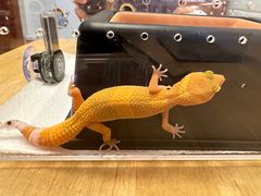 -酷以爬仙阁实体爬宠店·守宫·蜥蜴·专业繁育