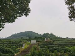 -龙井村