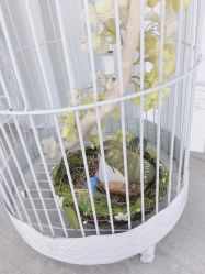 -HQ半永久纹绣纹眉