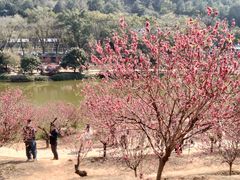 -南国桃园旅游度假区