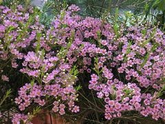 -双季花艺园艺市场(浦东店)
