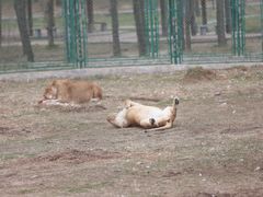 -鄂尔多斯野生动物园