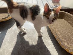 -宠颐生汉谟拉比宠物医院