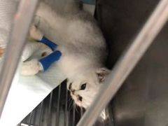 -1013 PET SHOP 宠物商店(近铁城市广场店)