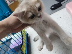-宠颐生宠物医院·异宠猫科内科·诊疗中心宠巢店