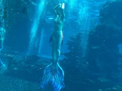 -海棠湾洲际-涛·海底餐厅·美人鱼·自助餐·海底隧道