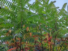 -长春市南湖公园